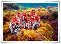 เกาะหลักแรด